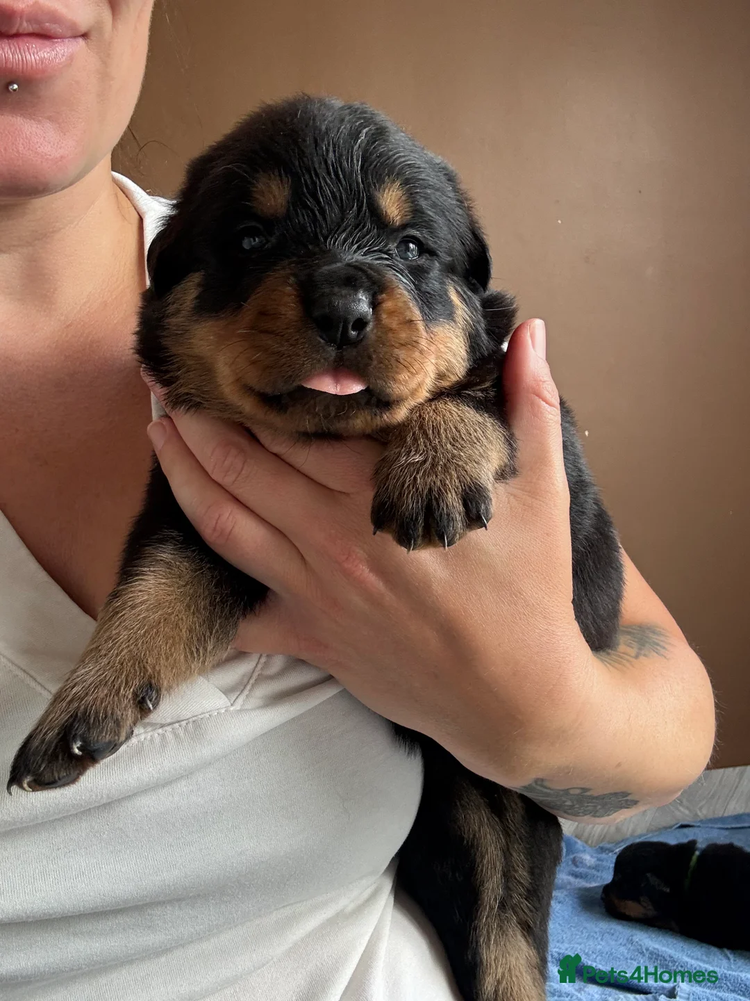 Rottweiler dogs for sale: Beautiful litter of Rottweilers in Horsham - Advert 2
