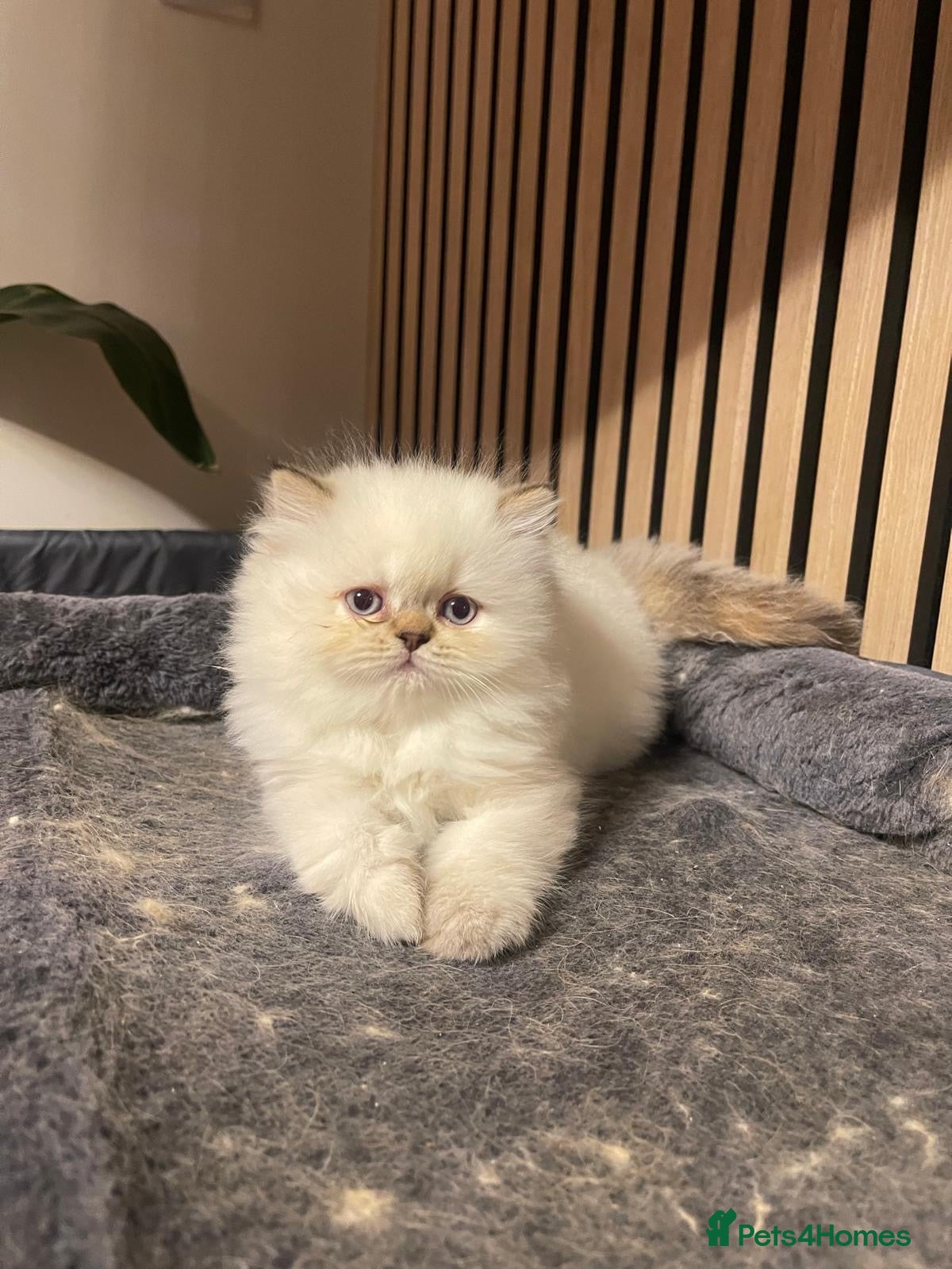 Persian cats White Persian kitten  - Advert 1