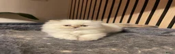 Persian cats for sale: White Persian kitten  in Wokingham - Advert 1