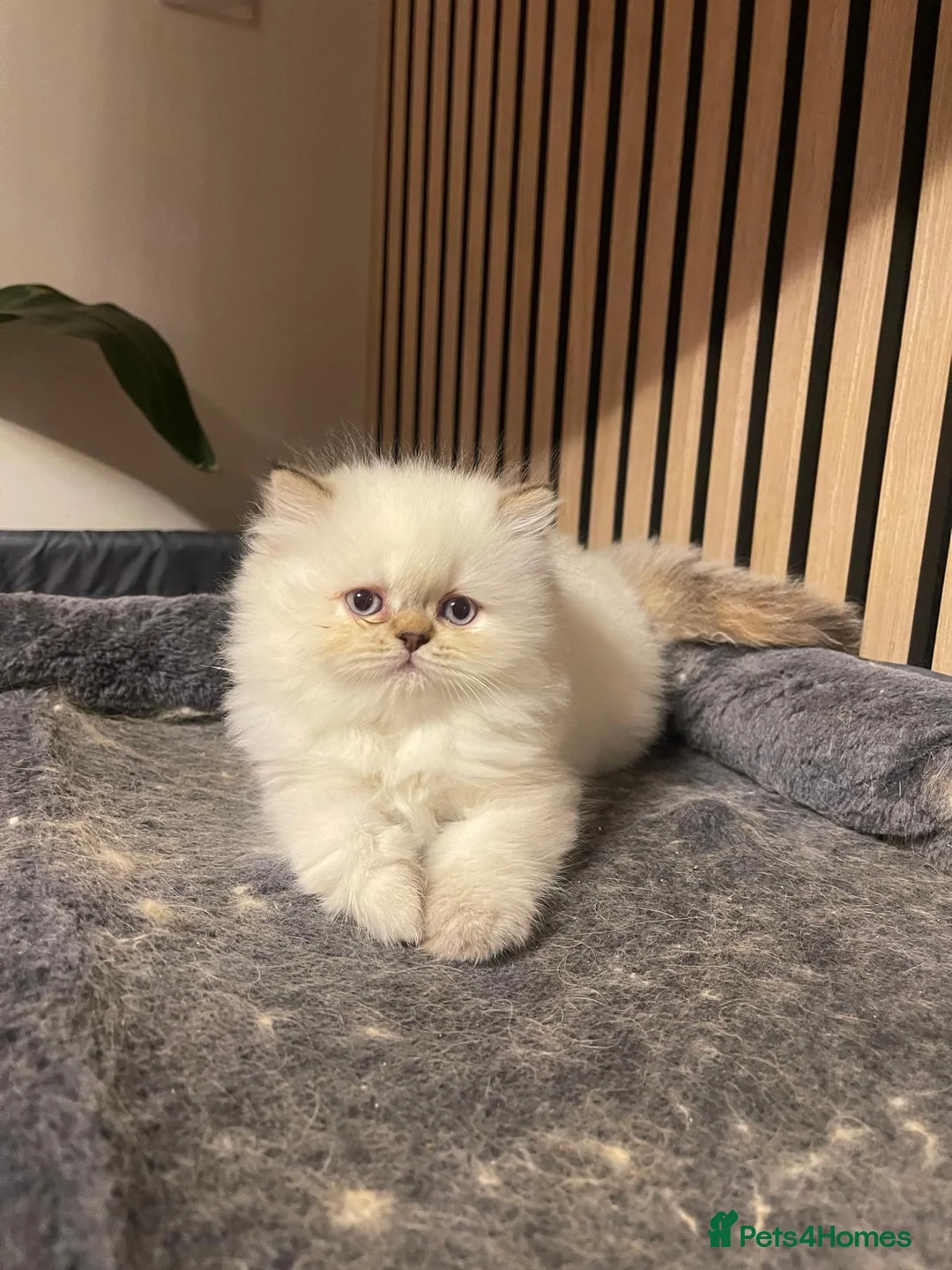 Persian cats for sale: White Persian kitten  in Wokingham - Advert 1