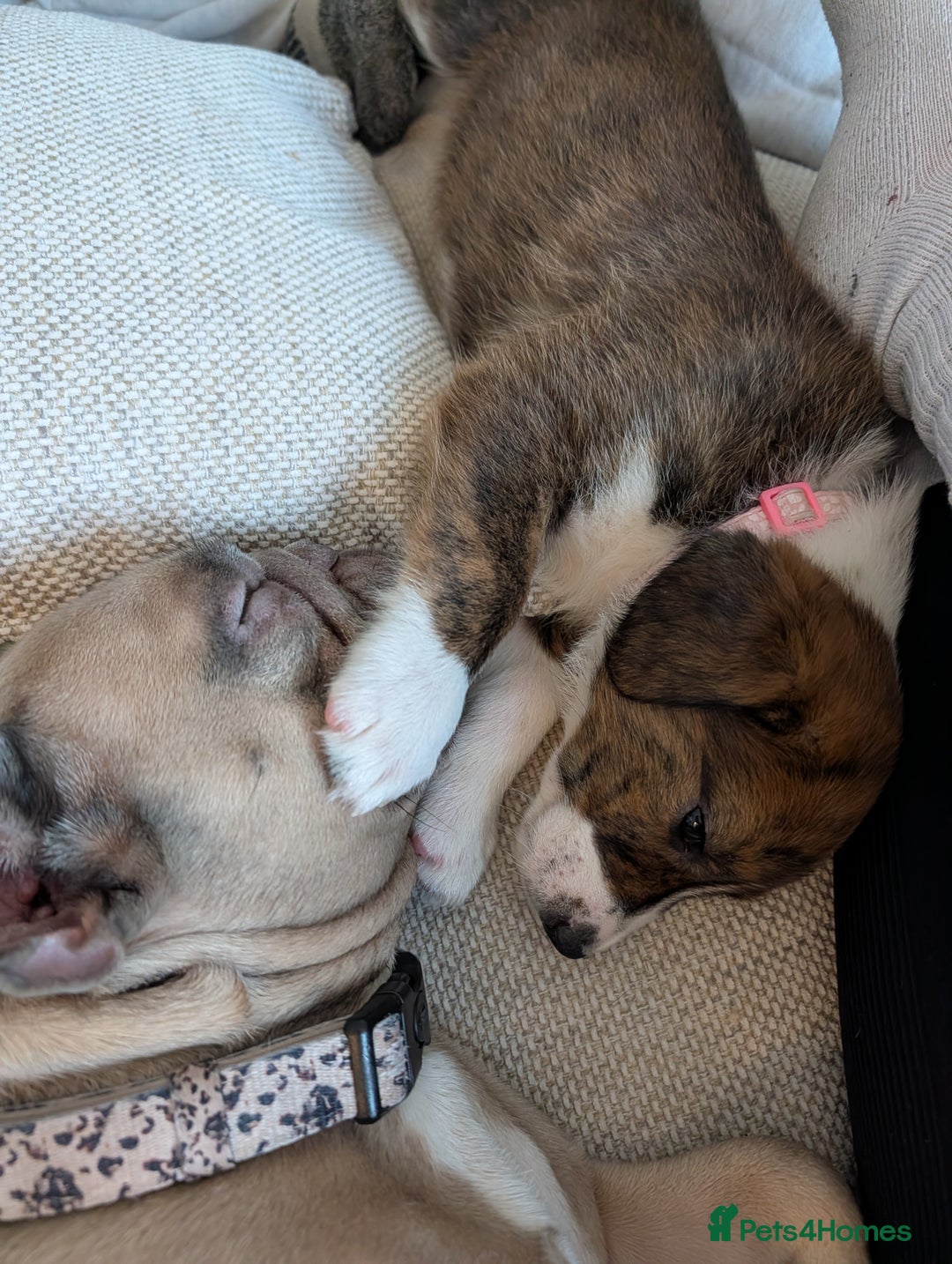 Mixed Breed dogs for sale: Beautiful Springador x Greyhound Puppy - Advert 4