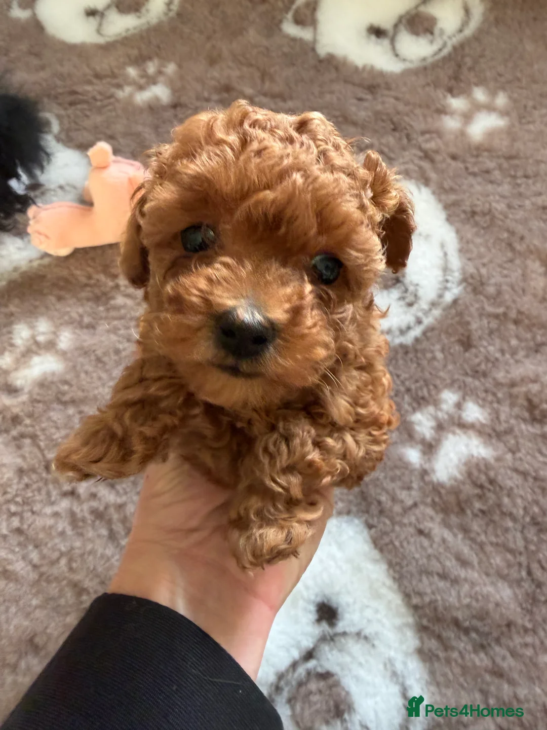 Toy Poodle dogs for sale: Outstanding KC reg Red Toy Poodles  - Advert 21