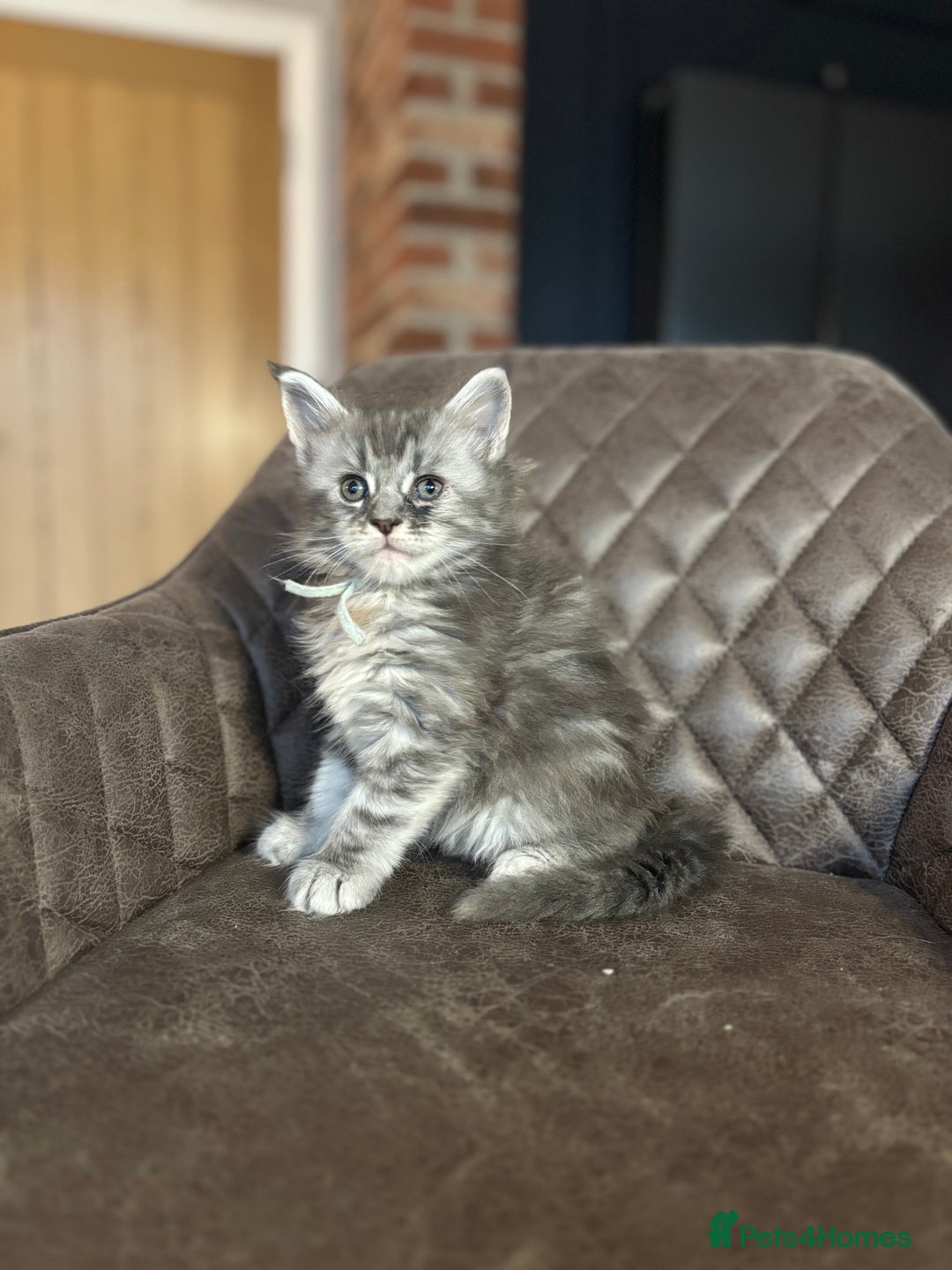 Maine Coon cats for sale: Maine Coon Kittens - Ready early Feb - Advert 13