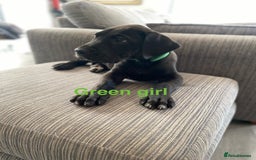 Great Dane dogs for sale: Gorgeous Black Great Dane Puppies - Image 4