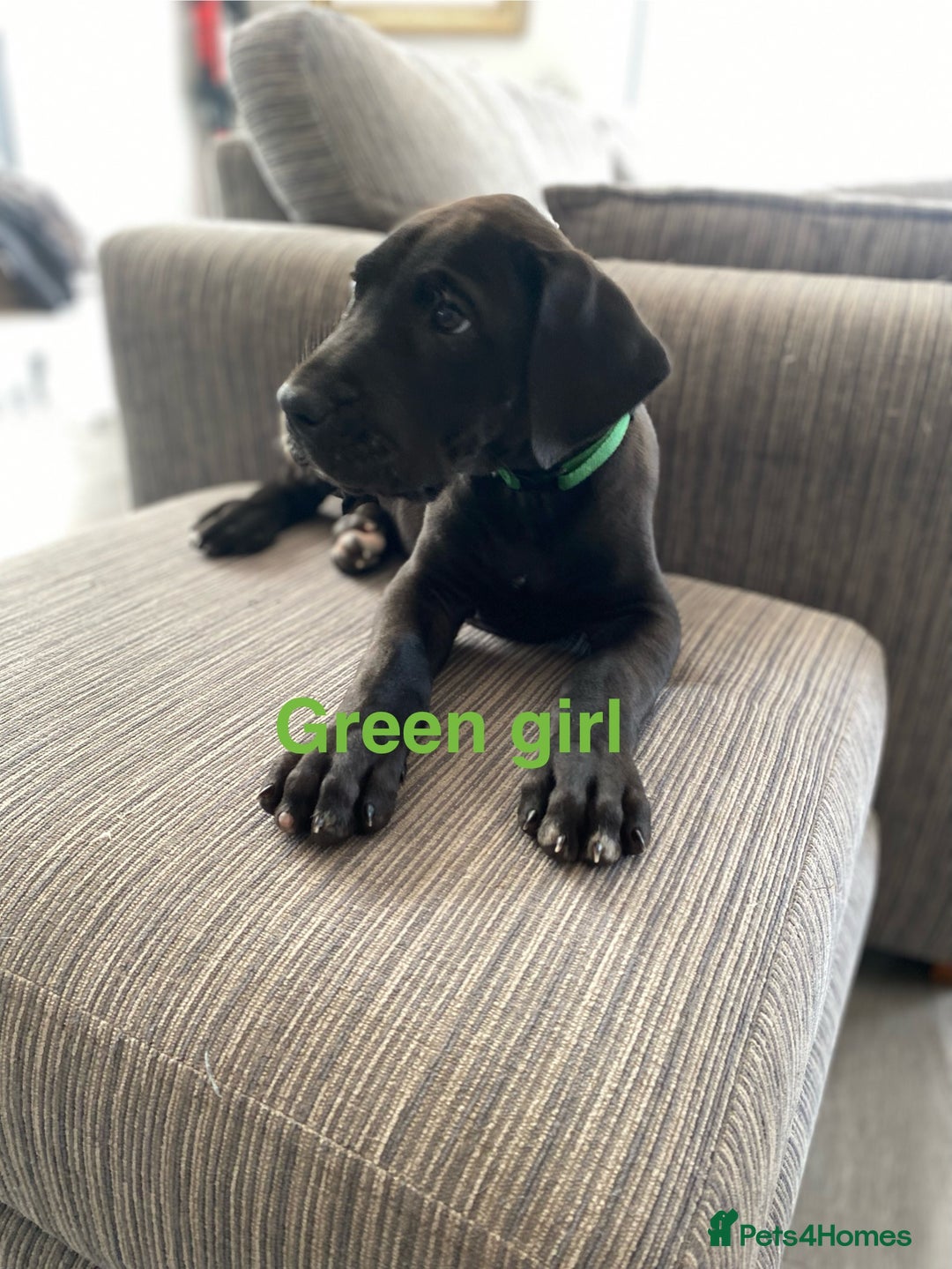 Great Dane dogs for sale: Gorgeous Black Great Dane Puppies - Image 4