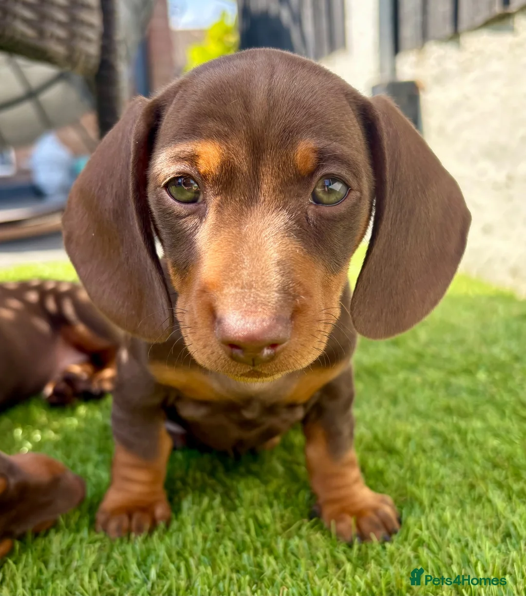 Miniature Dachshund dogs for sale: Chocolate & tan short hair miniature dachshund  - Advert 2