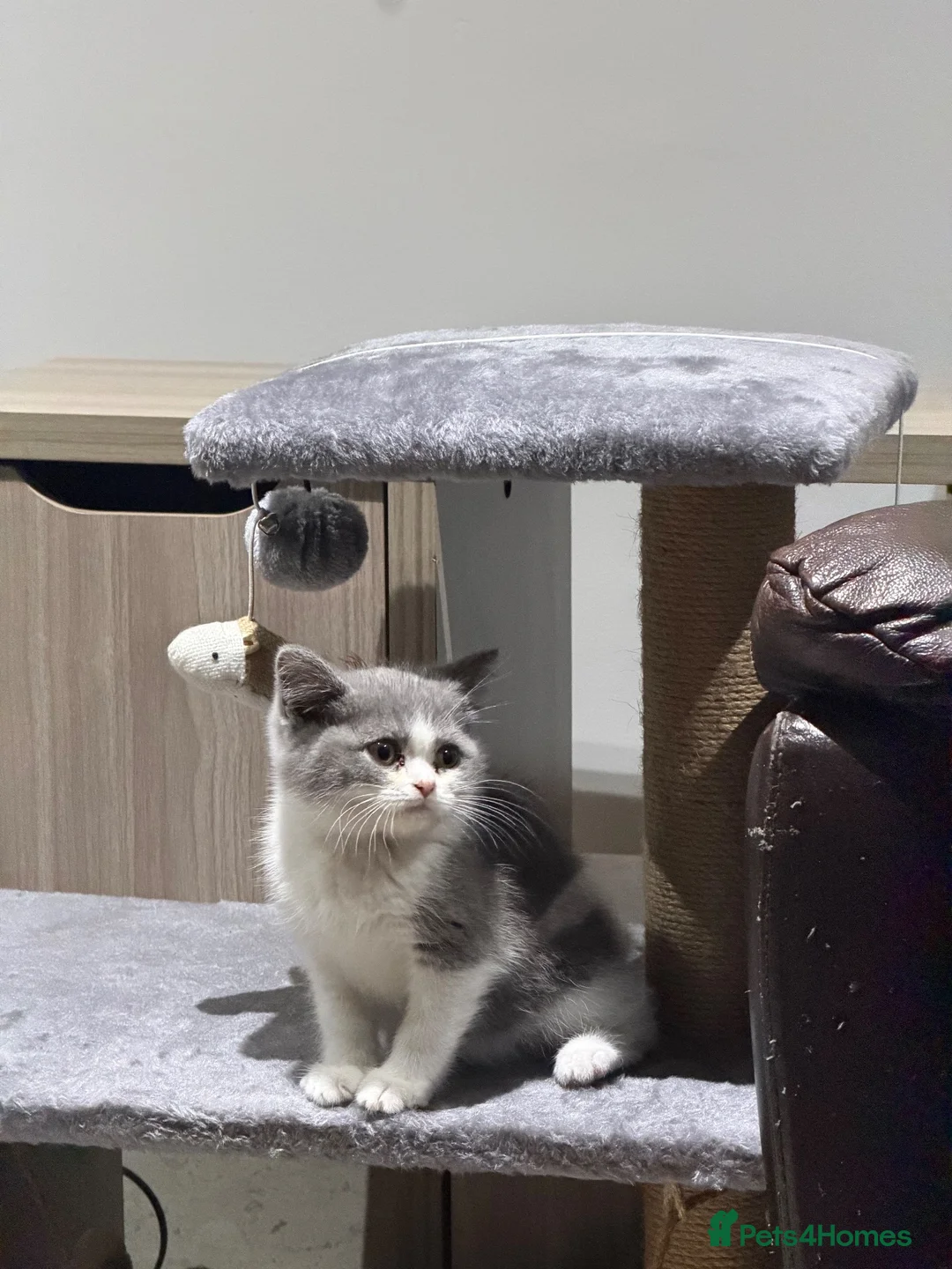 British Shorthair cats for sale: Grey & White British Shorthair Male Kitten 🐱 in Bolton - Advert 2