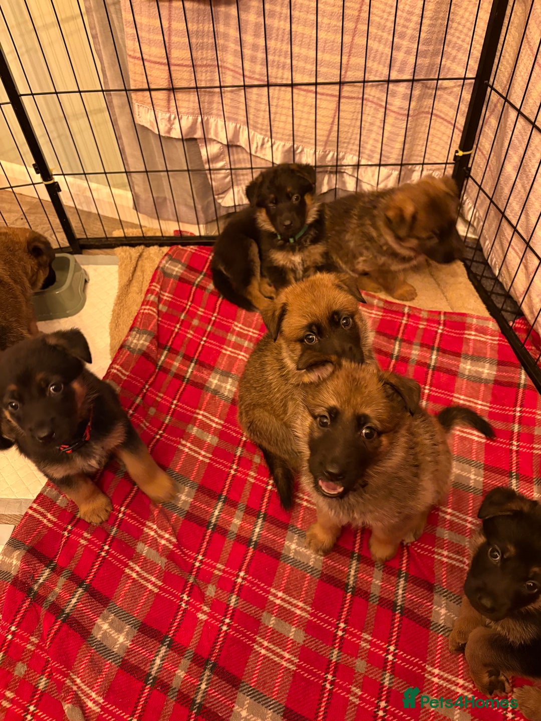 Mixed Breed dogs for sale: Belgian malinois x German Shepherd puppies  - Advert 7