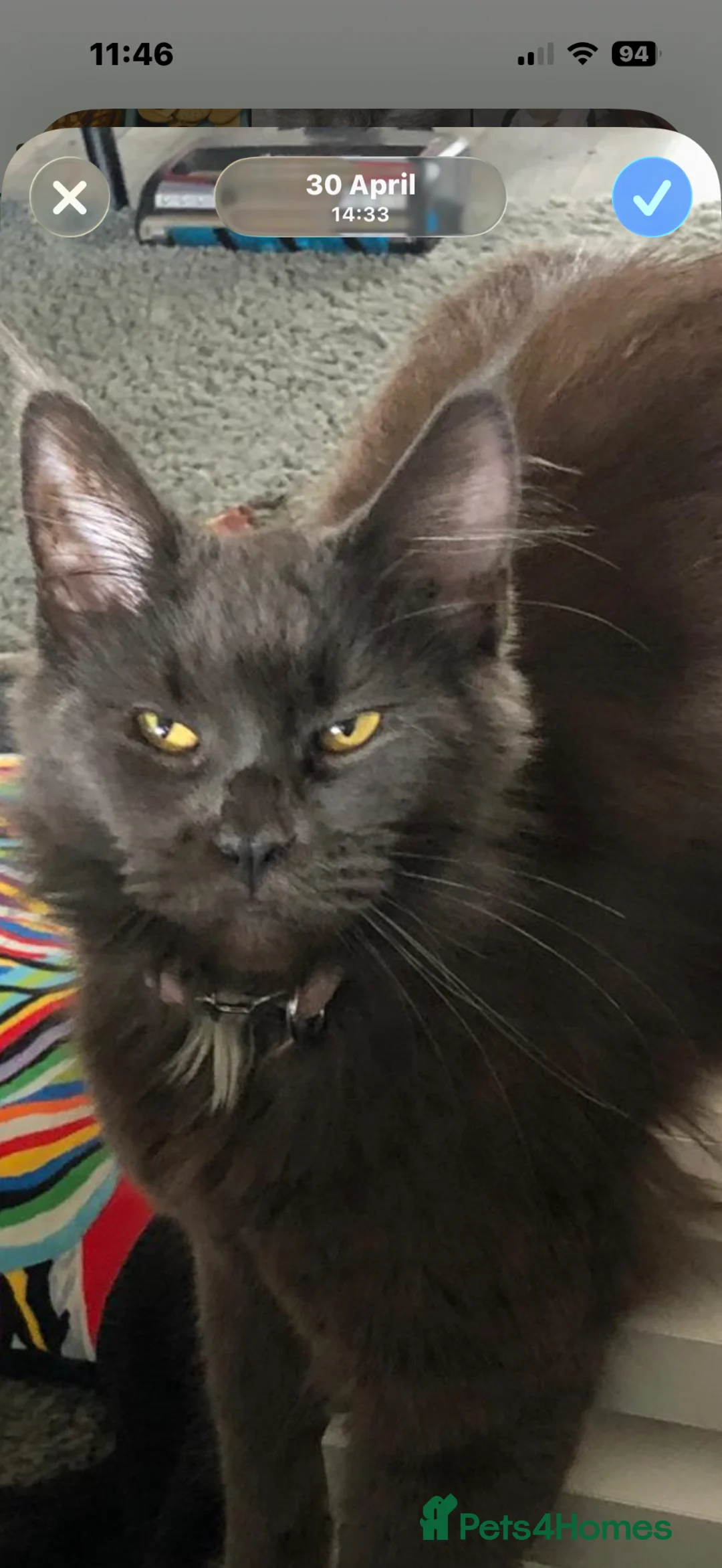 Mixed Breed cats for sale: Mainecoon cross - Advert 1