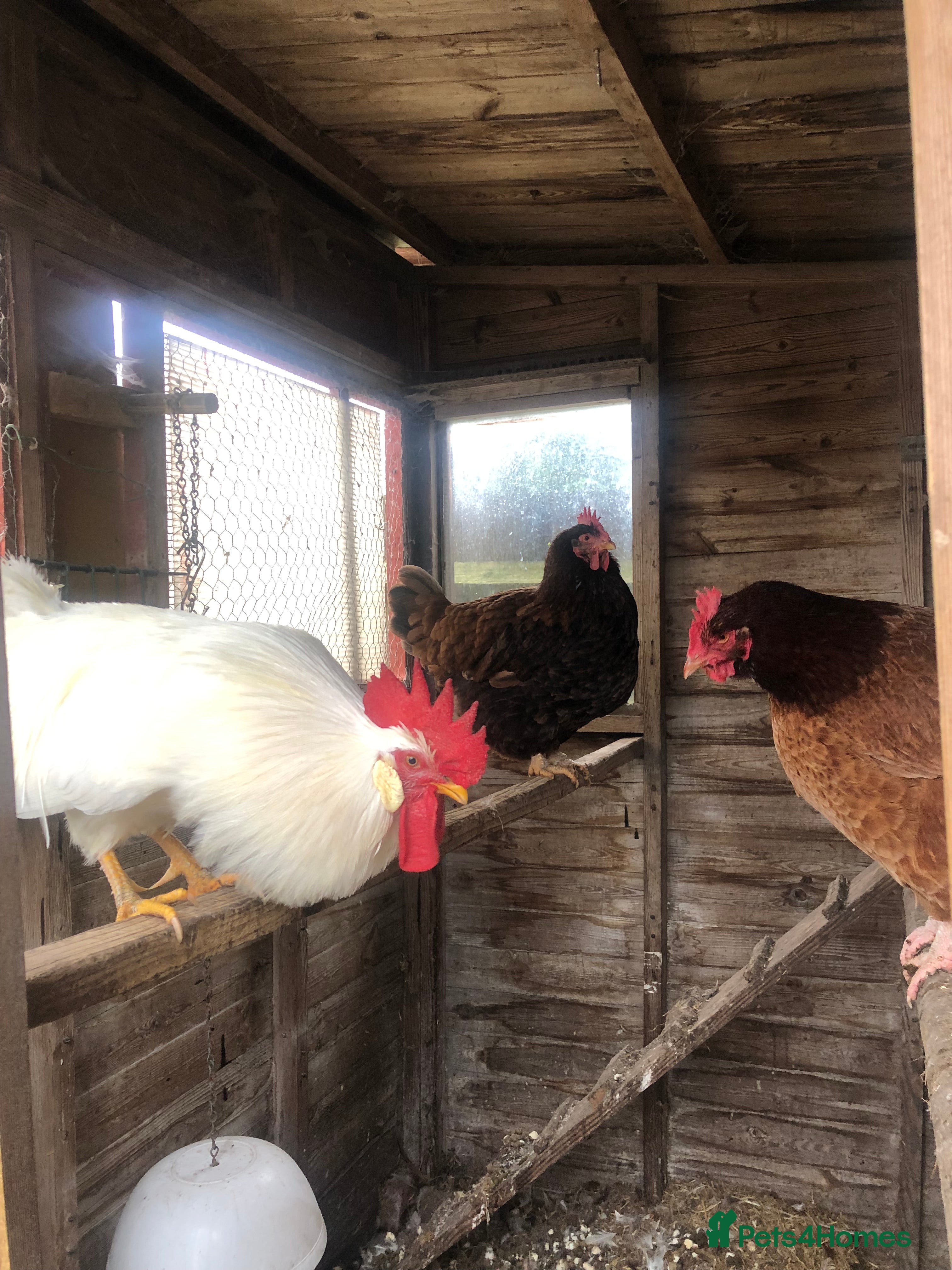 Chickens poultry Chickens  - Advert 1