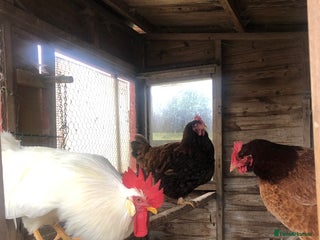 Chickens poultry Chickens - Advert 3