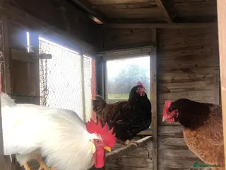 Chickens poultry Chickens - Advert 14