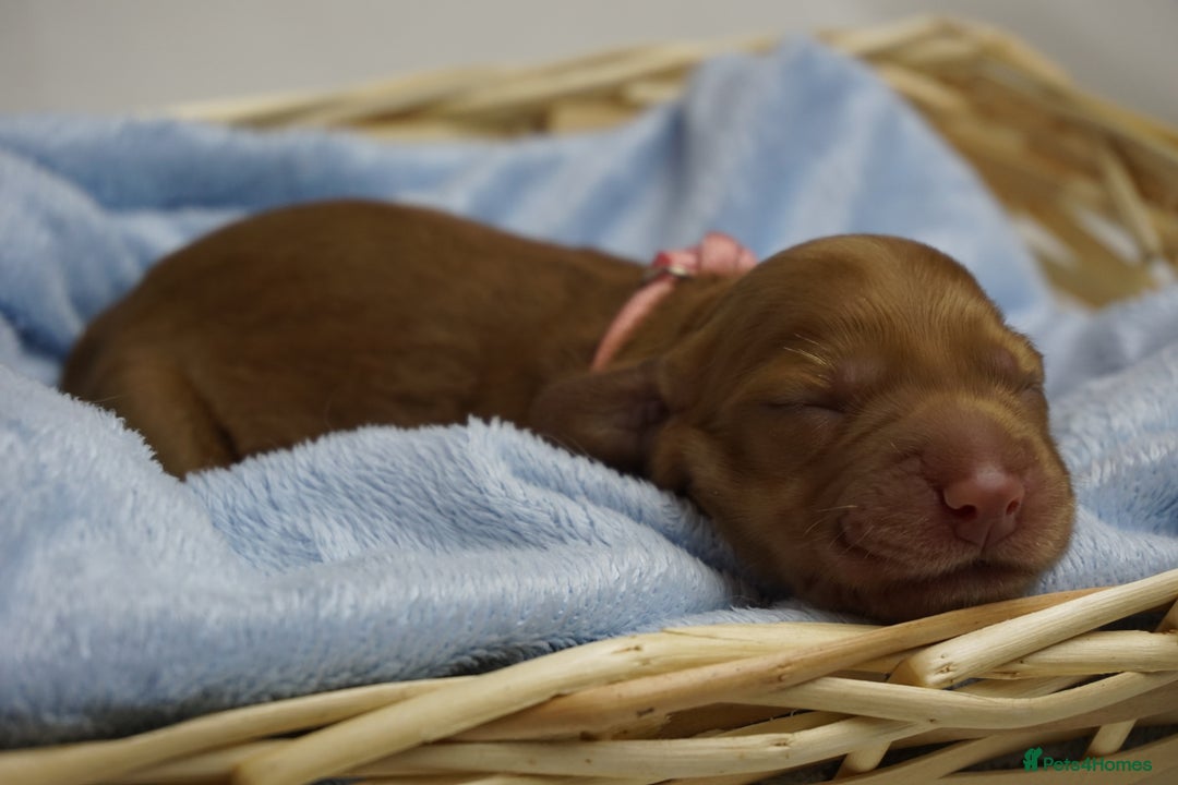 Mixed Breed dogs for sale: Golden Cocker Spaniel  - Image 8