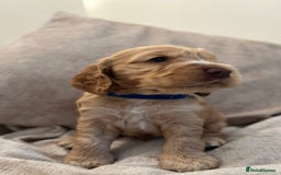 Cocker Spaniel dogs for sale: KC Reg Show Cocker Rizi Bizi bloodline Puppies - Image 17
