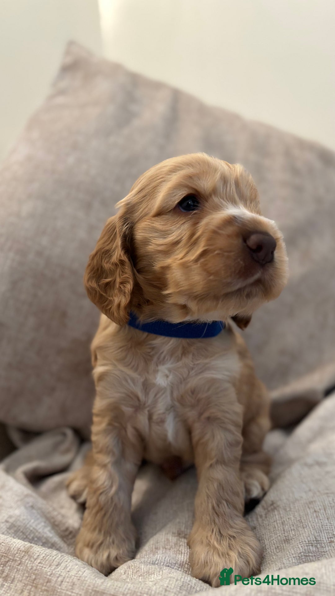 Cocker Spaniel dogs for sale: KC Reg Show Cocker Rizi Bizi bloodline Puppies - Image 17