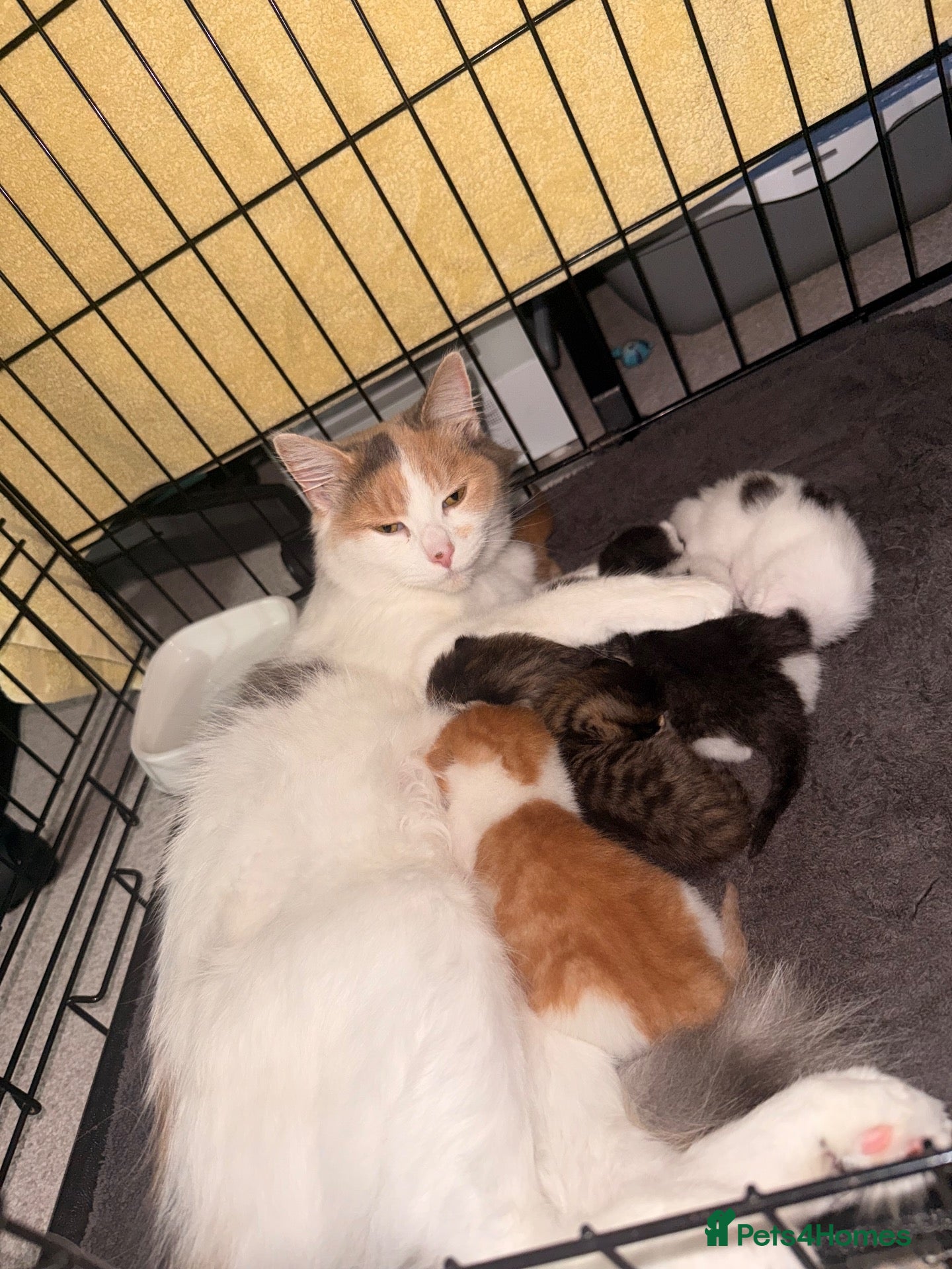 Mixed Breed cats Maine coon cross kittens  - Advert 4
