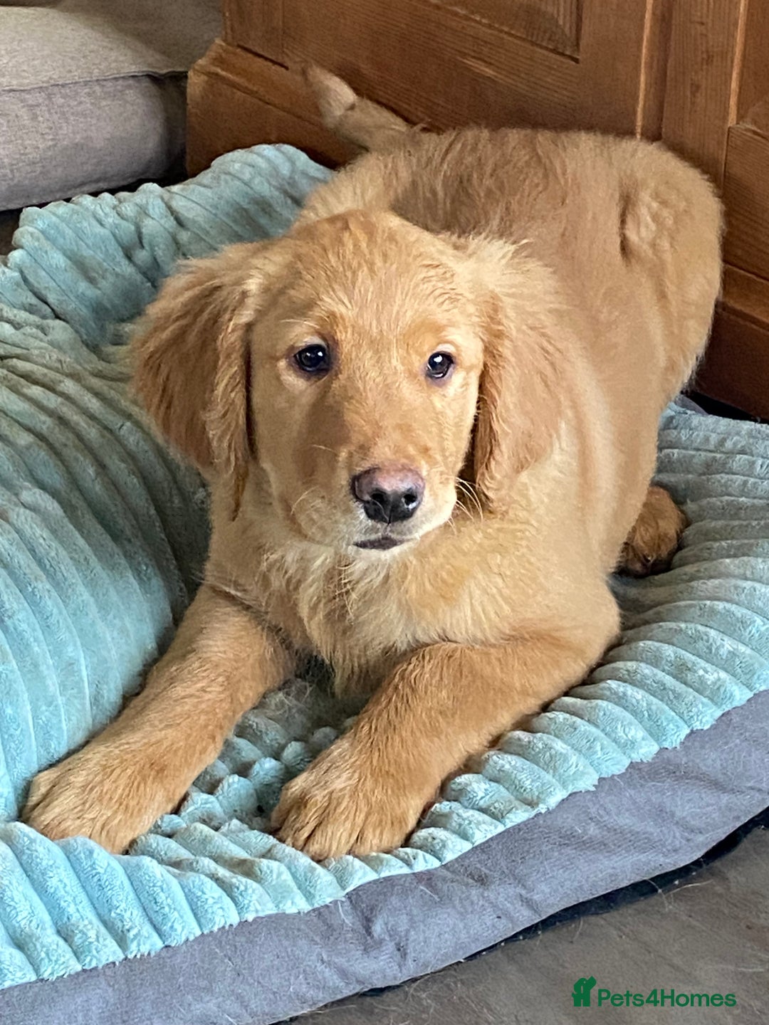 Golden Retriever dogs for sale: Golden retriever puppies  - Advert 7