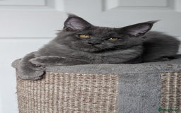 Maine Coon cats for sale: Maine coon kitten. Tica registered - Image 2