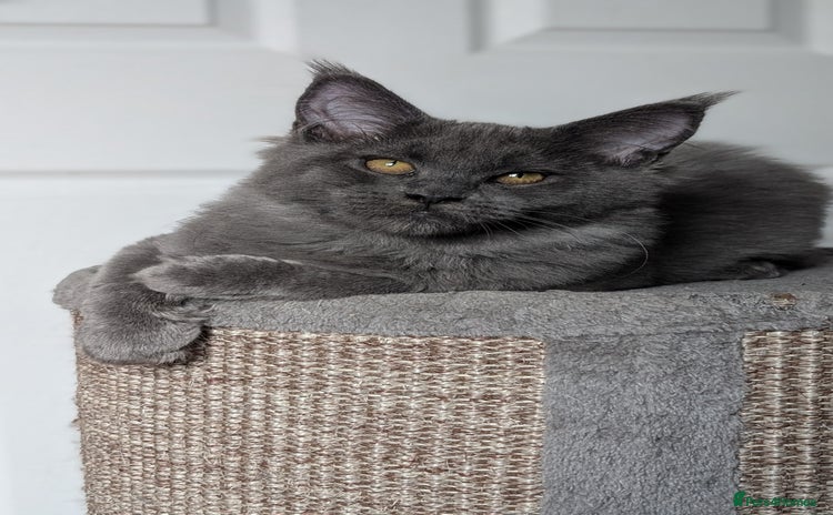 Maine Coon cats - Advert 10