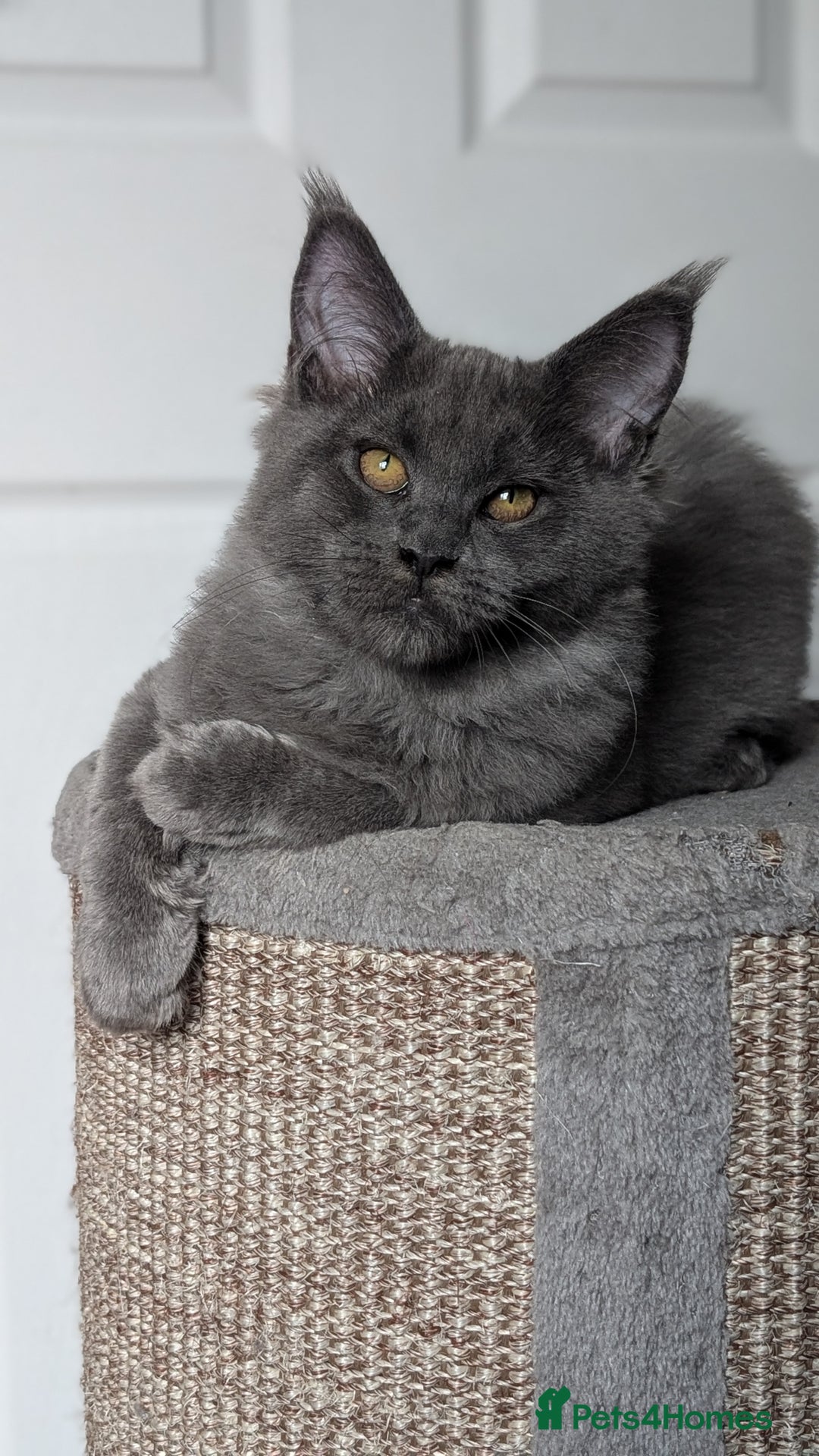 Maine Coon cats for sale: Maine coon kitten. Tica registered - Image 2