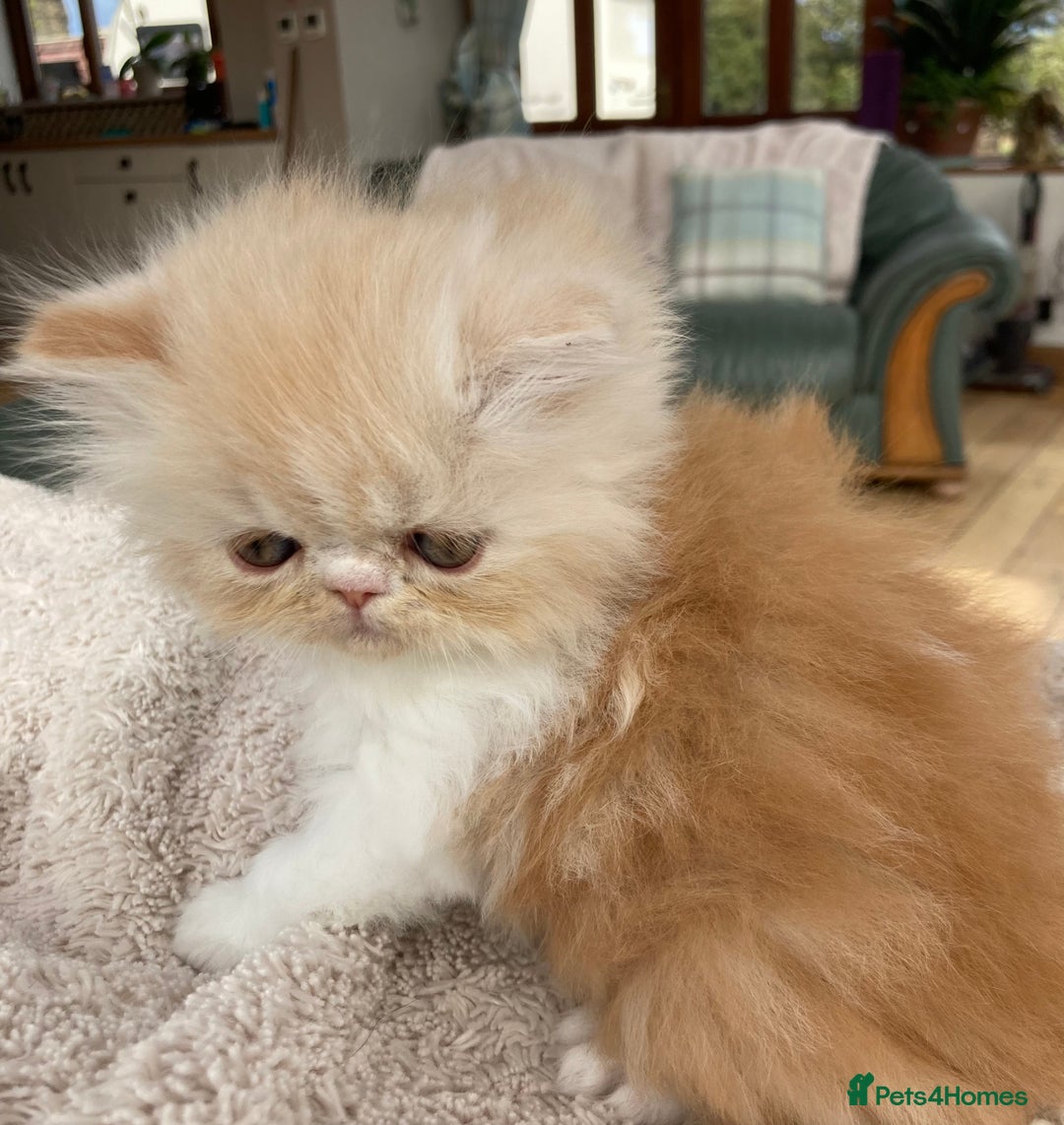 Exotic cats for sale: Exotic pedigree kittens  - Image 6