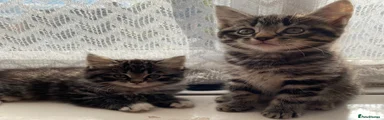 Mixed Breed Kitten 3