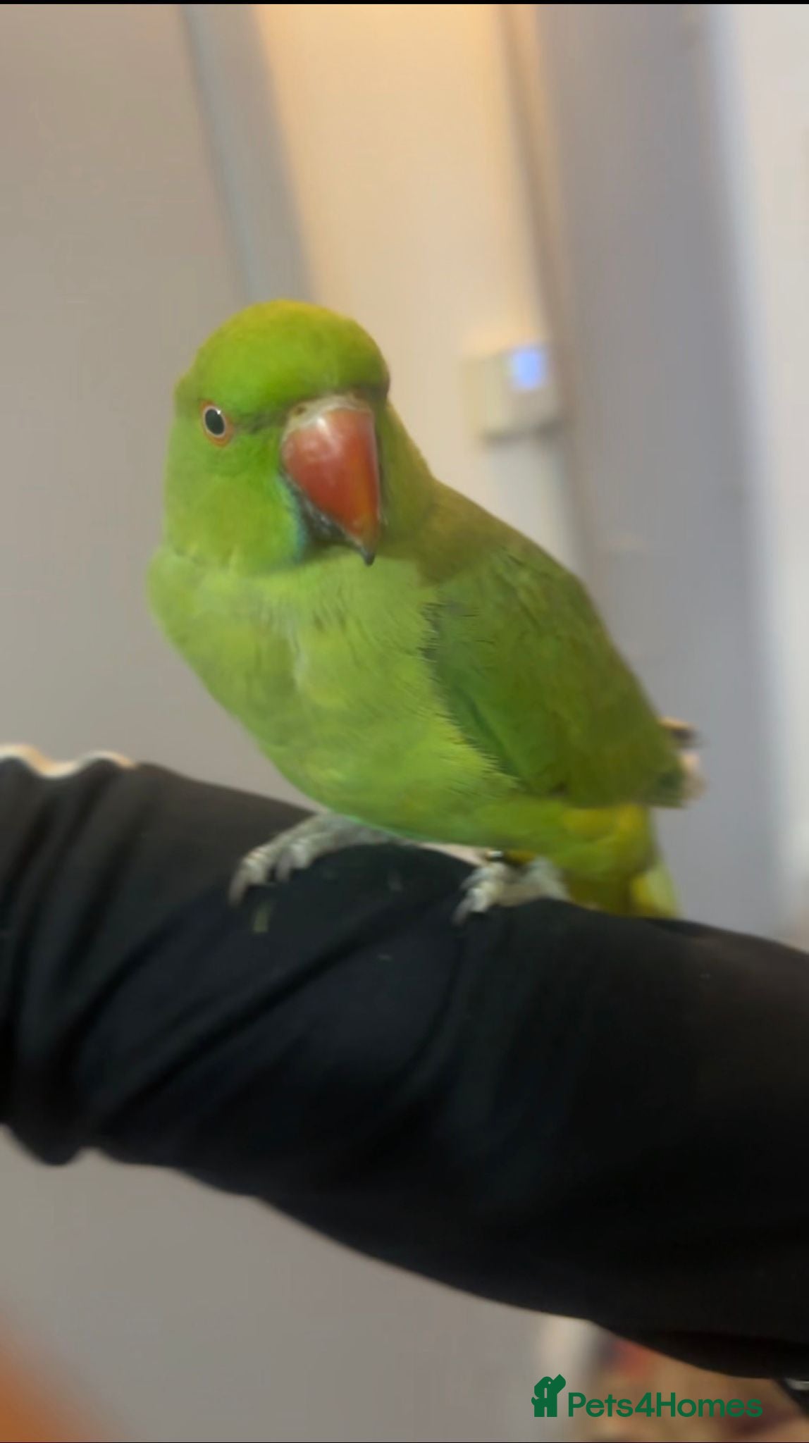 Ringnecks birds Pet Indian Ringneck - Advert 6