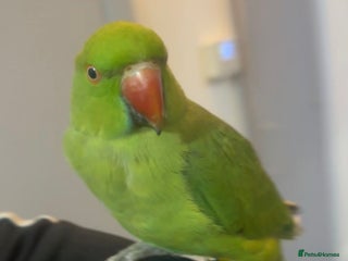 Ringnecks birds Pet Indian Ringneck - Advert 6