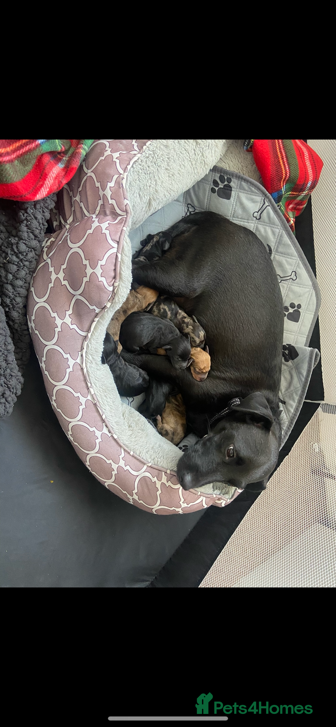 Mixed Breed dogs for sale: Dachshund cross Patterdale - Image 3