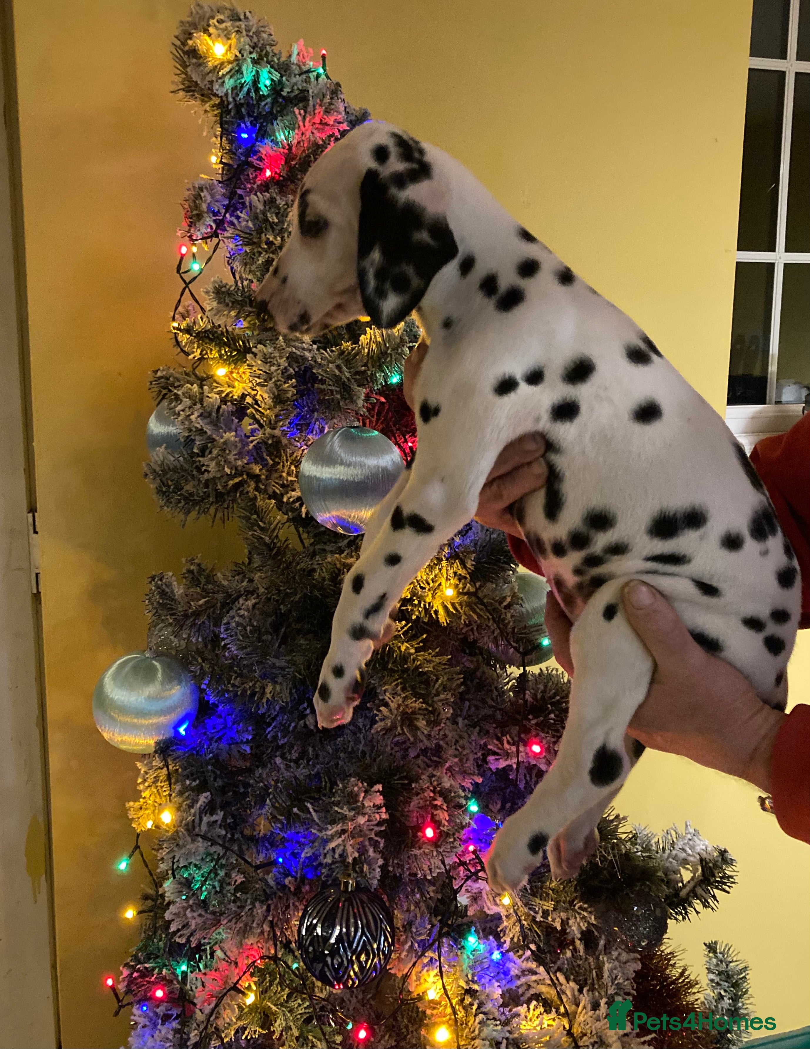 Dalmatian dogs Dalmation puppies  - Advert 2