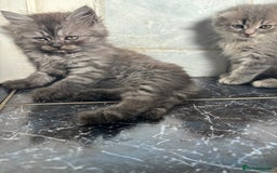 Scottish Fold cats for sale: 5 fluffy Scottish fold kittens  - Image 9