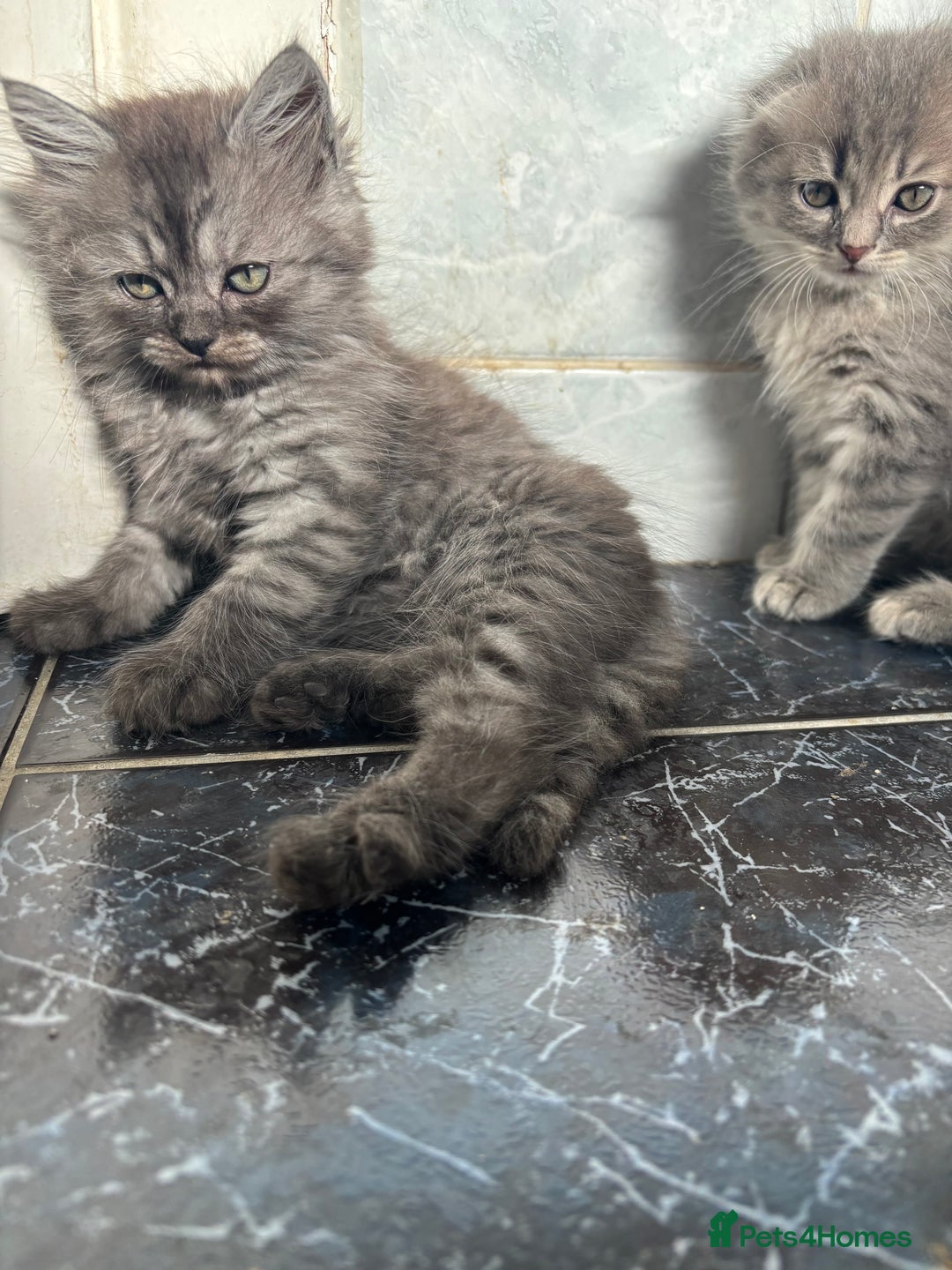 Scottish Fold cats for sale: 5 fluffy Scottish fold kittens  - Image 9