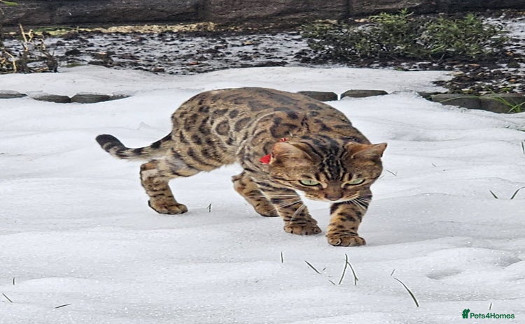 Bengal cats - Advert 1