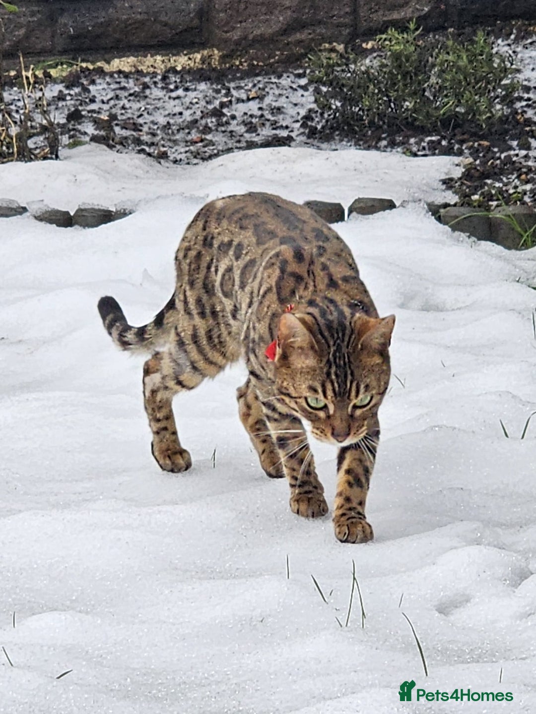 Bengal cats for sale: Bengal Queen - Image 1