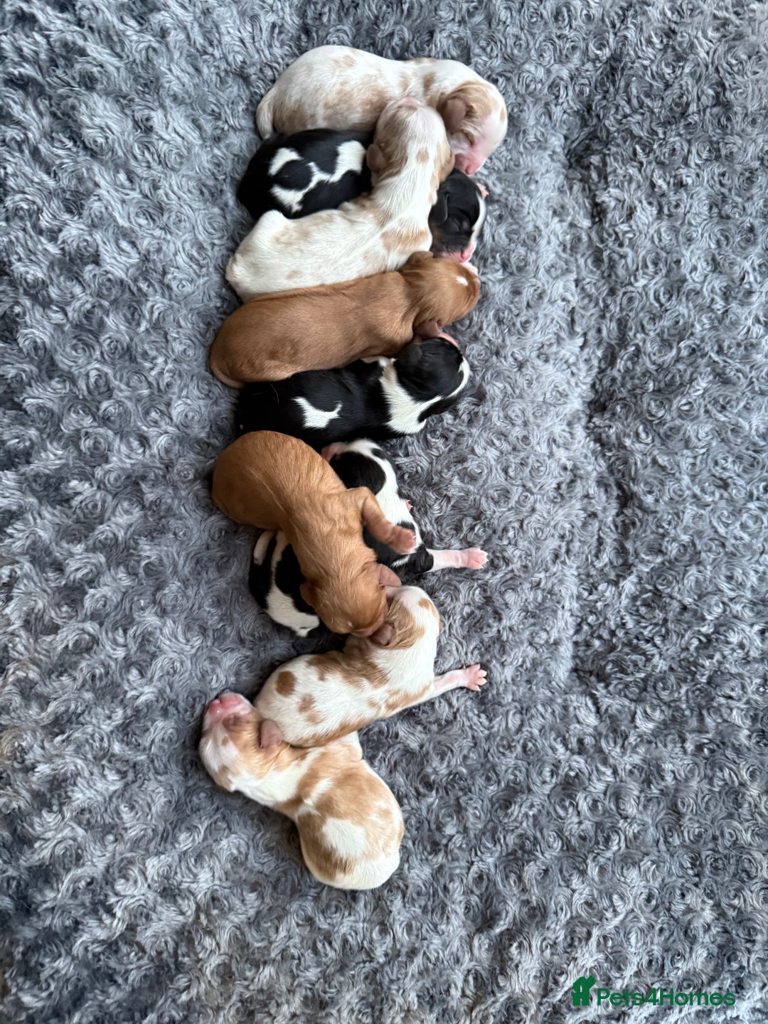 Cavalier King Charles Spaniel dogs for sale: Cavalier King Childs Sapaniel - Image 1