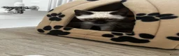 Siamese cats for sale: Siamese Blue Point in Gloucester - Advert 4