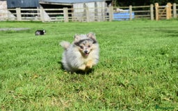 Pomsky dogs for sale: Merle Genuine Toy Size  Pomsky Puppies - Image 7