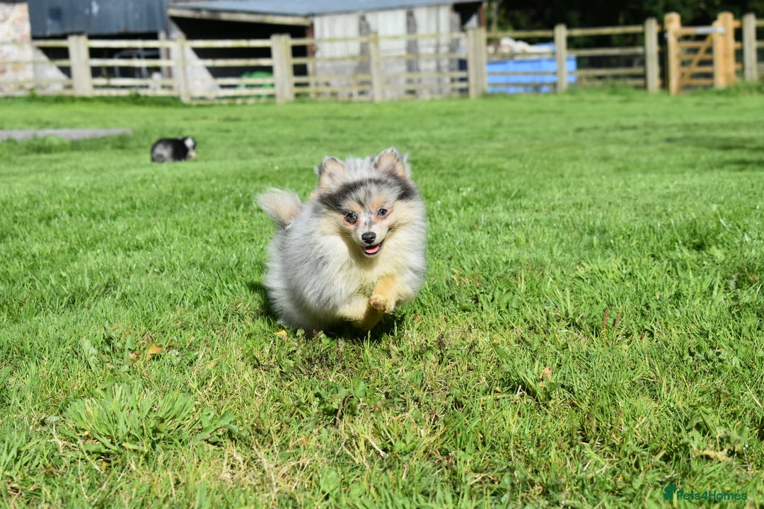 Pomsky dogs for sale: Merle Genuine Toy Size  Pomsky Puppies - Image 7