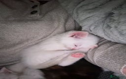 Mixed Breed cats for sale: 4 kittens ready for their new forever homes🏠 - Image 5