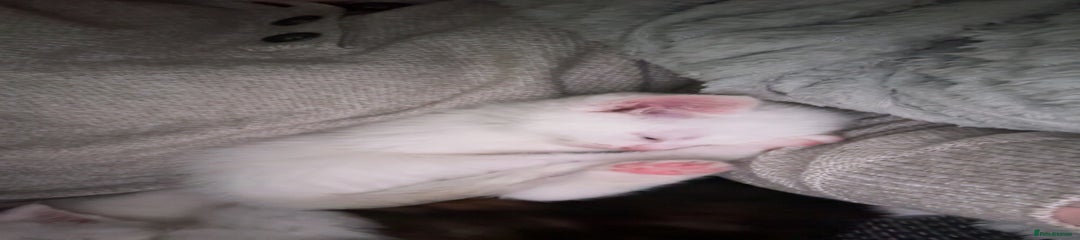 Mixed Breed Kitten 2