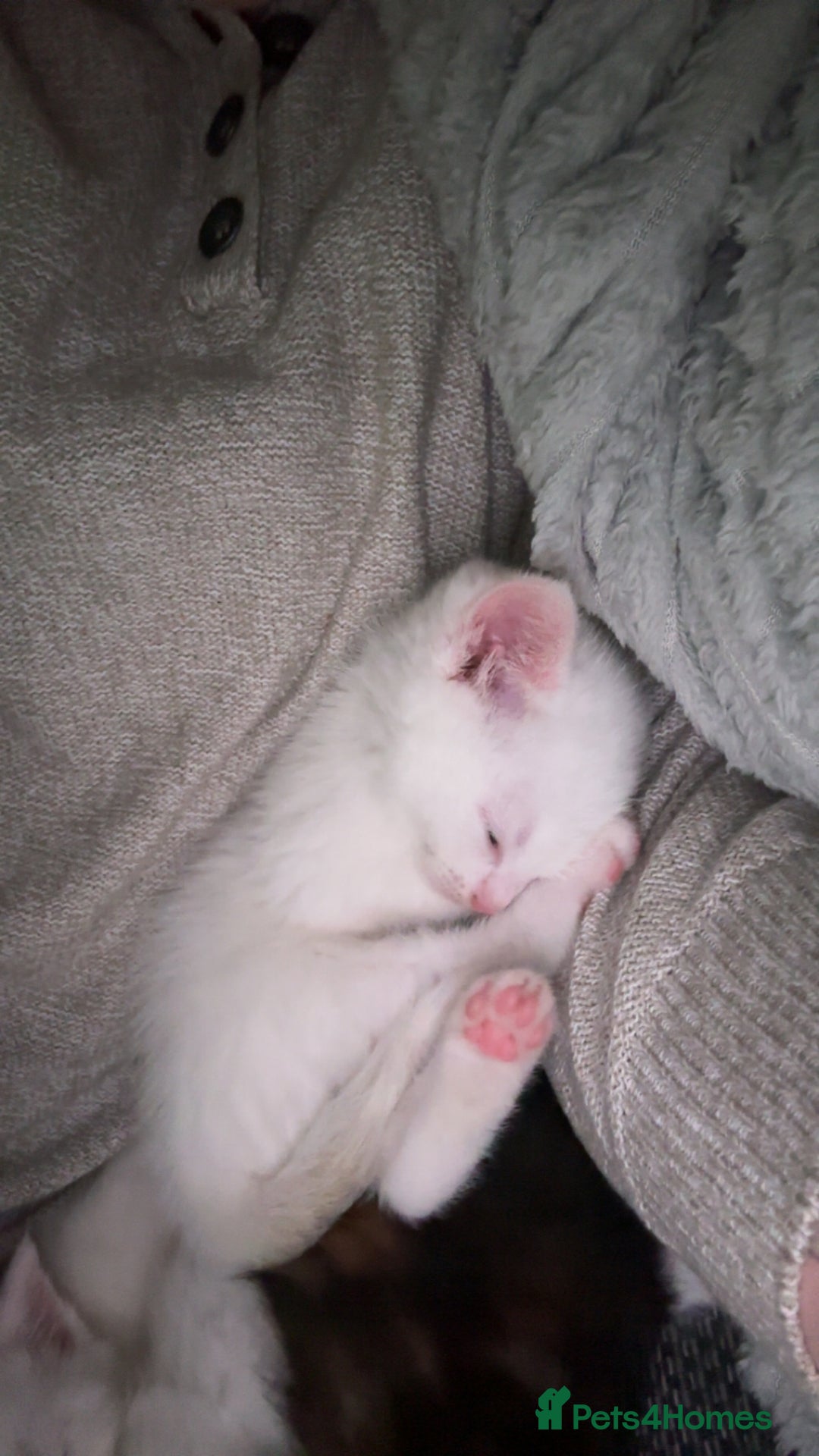 Mixed Breed cats for sale: 4 kittens ready for their new forever homes🏠 - Image 5