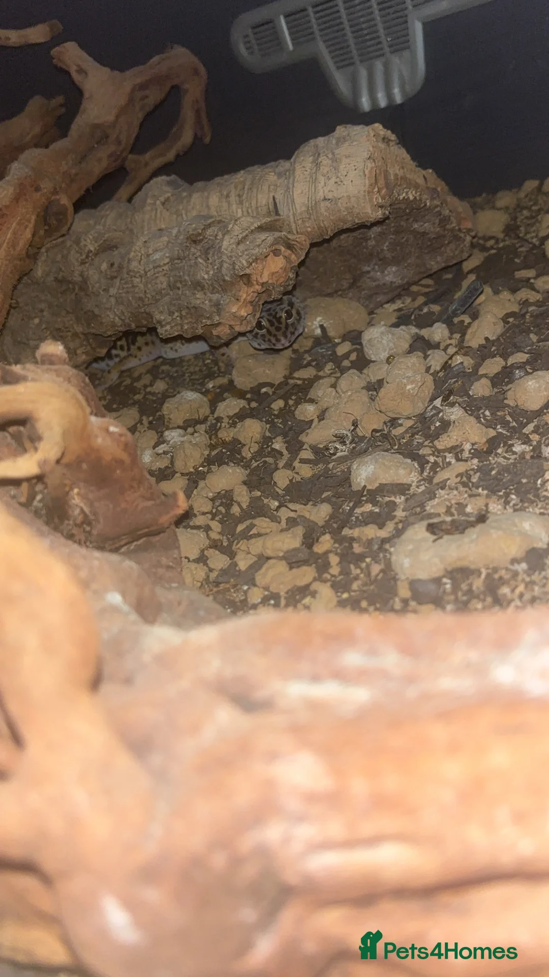 Leopard Gecko reptiles for sale: Male leopard gecko  - Advert 3