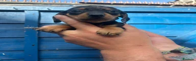 Miniature Dachshund Puppy 5