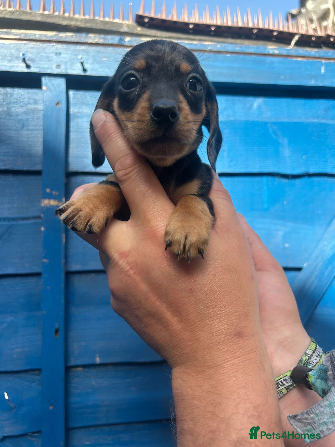 Miniature Dachshund dogs for sale: Dapple miniature dachshunds  - Advert 26