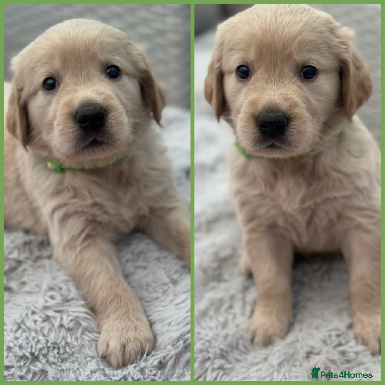 Golden Retriever dogs *Beautiful KC Golden retriever puppies* - Advert 1
