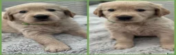 Golden Retriever dogs for sale: *Beautiful Golden retriever puppies* - Advert 4