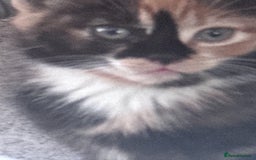 Mixed Breed cats for sale: cute kittens  - Image 22