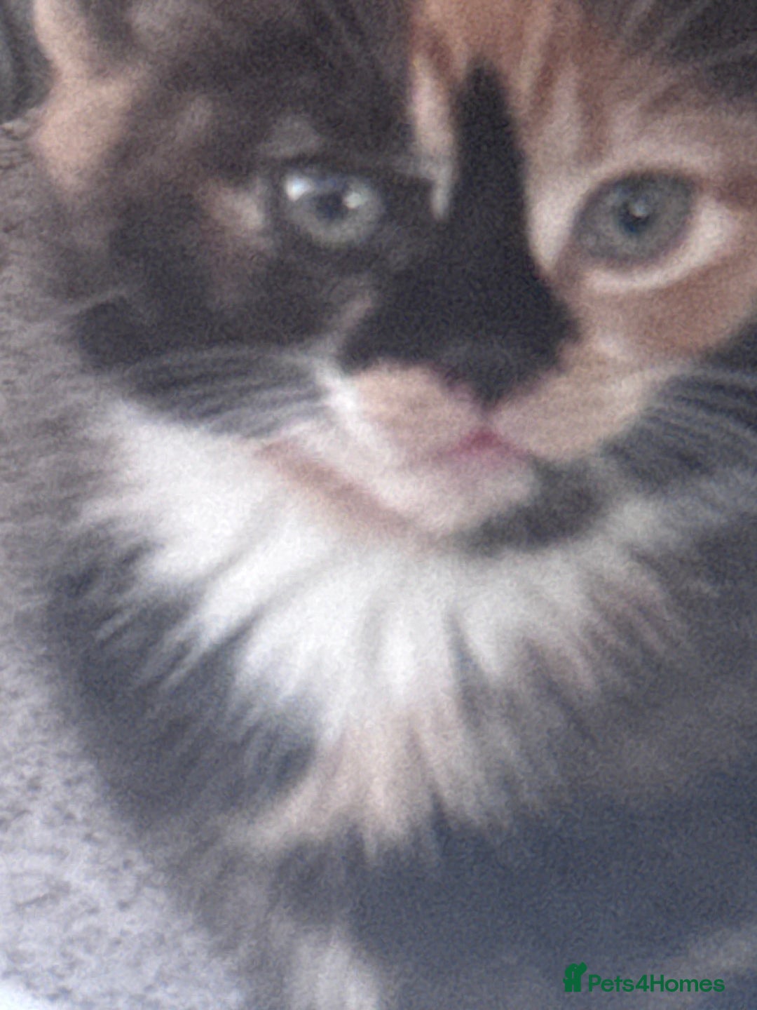 Mixed Breed cats for sale: cute kittens  - Image 22