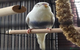 Budgerigars birds for sale: 2 budgies with cage - Image 2