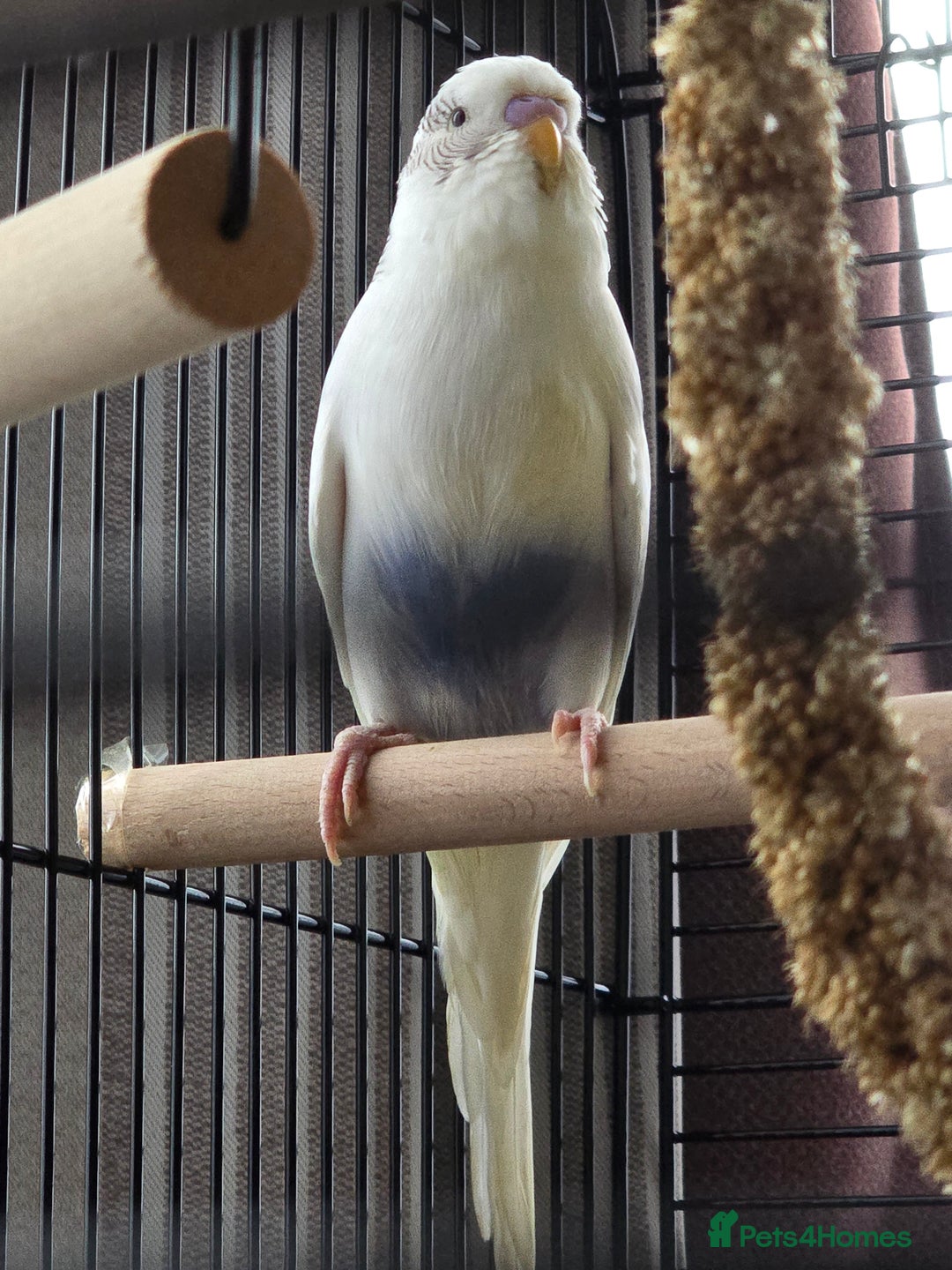 Budgerigars birds for sale: 2 budgies with cage - Image 2